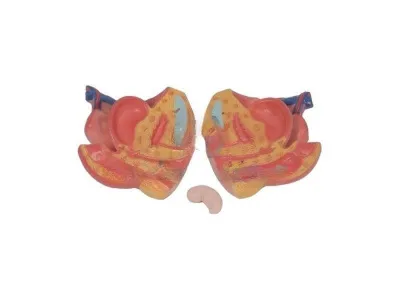 T002 Модель торса двуполая разборная 85 см 23 части