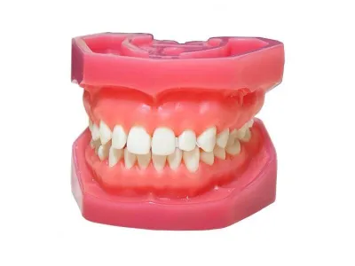 М0470 Денто-модель верхней и нижней челюсти ЧВН-28 N