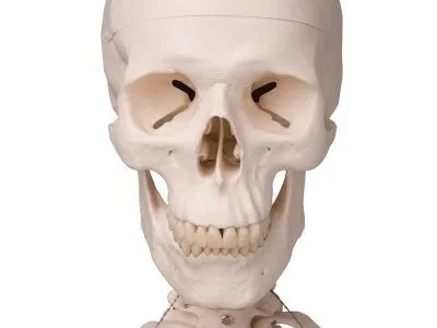 Модель скелета человека Стэн на металлическом штативе с колесиками_4