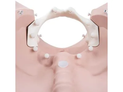 1020628 Акушерский тренажер «Стадии родов» для практики пальпации