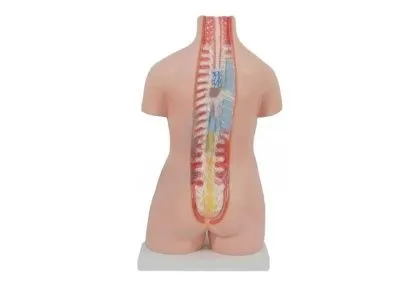 T002 Модель торса двуполая разборная 85 см 23 части