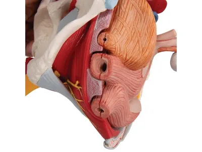 Модель женского таза со связками, сосудами, нервами, мышцами тазового дна_6