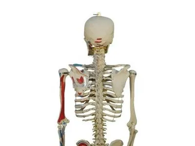 A002 Модель скелета человека с раскрашенными местами прикрепления мышц (со стойкой), 165 см