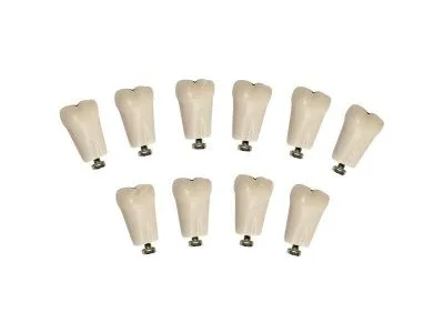 310_МУ0366_Комплект_из_10_модельных_зубов