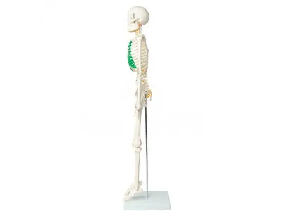 Модель скелета человека с позвоночными нервами 80 см (на подставке)_1