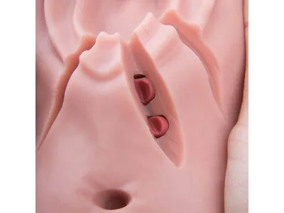 1019639 Акушерский тренажер эпизиотомии и наложения швов