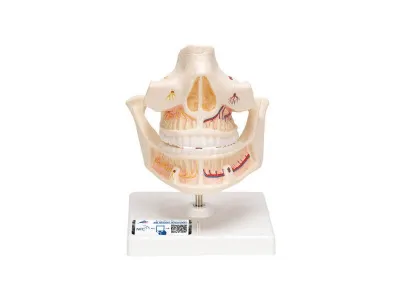 Модель зубов взрослого человека 3B Smart Anatomy