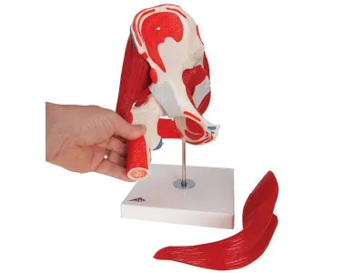 Модель тазобедренного сустава, 7 частей 3B Smart Anatomy_5