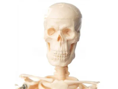 Модель скелета человека 45 см (на подставке)_3