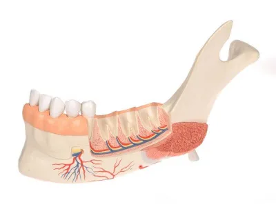 Усовершенствованная модель половины нижней челюсти с 8 больными зубами, 19 частей 3B Smart Anatomy_2