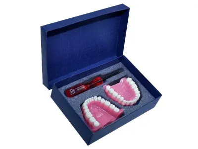 М0163 Денто-модель верхней и нижней челюсти ЧВН-32