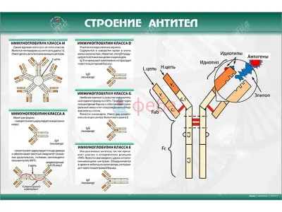 310_МУ0240_Строение_антител