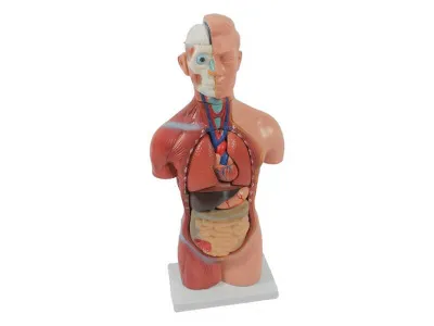 T008 Модель торса бесполая разборная 42 см 18 частей