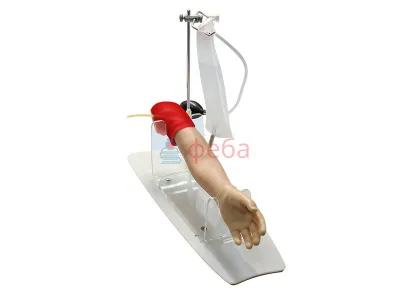 310_МУ0332 _Модель_верхней_конечности