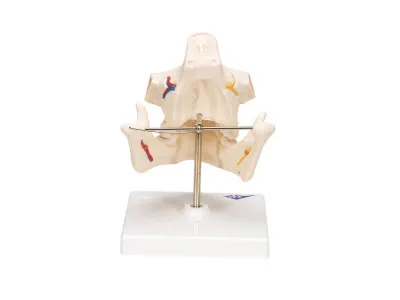 Модель зубов взрослого человека 3B Smart Anatomy_3