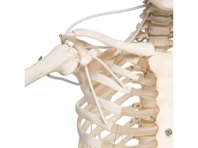 Функциональная подвесная модель скелета Frank 3B Smart Anatomy, 192 см _3