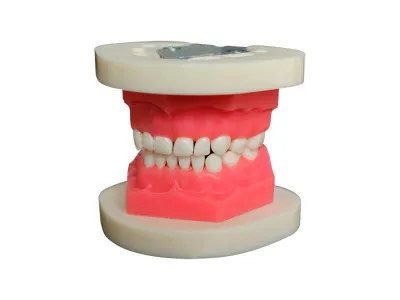 М0204 Денто-модель для экстракции временных зубов ЧВН-20Э