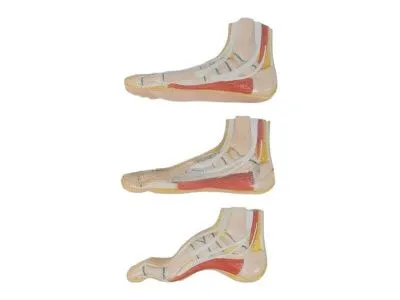 SMD045 Набор моделей стопы (нормальная, плоская, вогнутая)