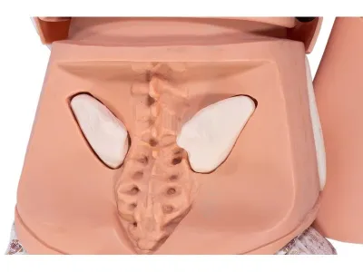 P10392 Манекен-симулятор для отработки навыков пунктирования костного мозга и сестринского ухода