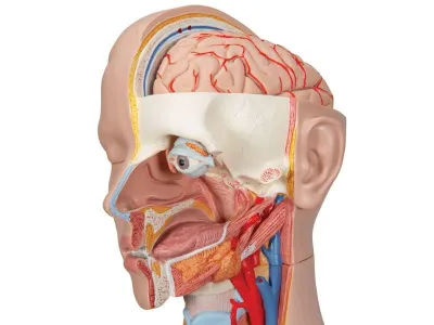 Классическая модель торса, гендерно-нейтральная, 16 предметов_4