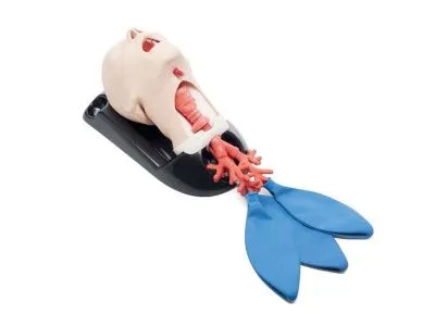 1021550 Расширенный тренажер AirSim Combo Bronchi X для практики с дыхательными путями