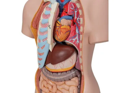 Классическая модель торса, гендерно-нейтральная, 16 предметов_2