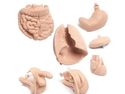 1000504 Набор внутренних органов для тренажера Р11