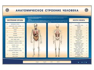 Электрифицированный стенд-тренажер c макетом скелета «Анатомическое строение человека»