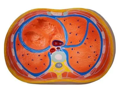 ZM1116 Модель сечение груди
