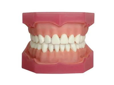 М0248 Денто-модель верхней и нижней челюстей для анестезии ЧВН-32А