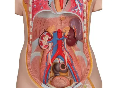 Классическая модель торса, гендерно-нейтральная, 16 предметов_3