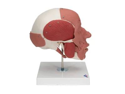 Модель черепа с лицевыми мышцами 3B Smart Anatomy_2