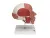 Модель черепа с лицевыми мышцами 3B Smart Anatomy_2