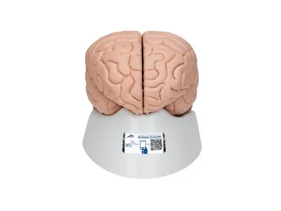 Модель мозга, 8 частей 3B Smart Anatomy_1