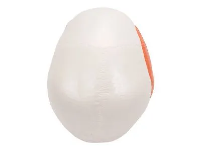 Модель черепа человека с жевательными мышцами 3B Smart Anatomy_3