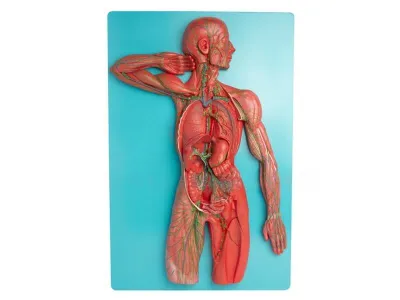 Модель лимфатической системы