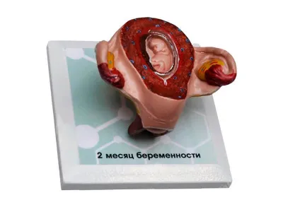 М0028 Комплект демонстрационных моделей этапов эмбриогенеза человека