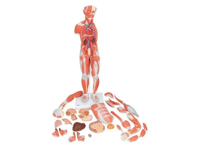 Цельная фигура с мышцами, двуполая, 84 см_2