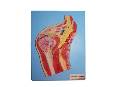 GD/A11202 Модель плечевого сустава в разрезе (на подставке)