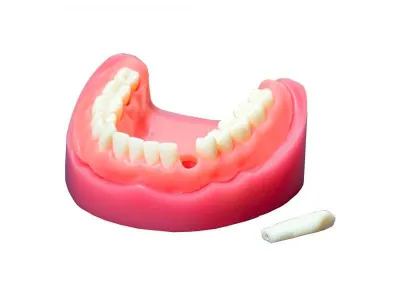 М0471 Денто-модель верхней и нижней челюсти ЧВН-32 N