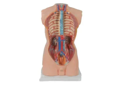 T001 Модель мужского торса разборная 85 см 19 частей