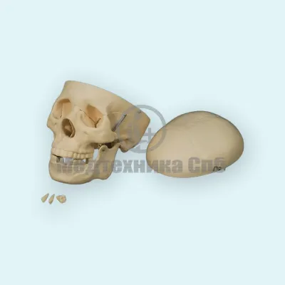 310_A014A_Модель черепа человека 3 части 3