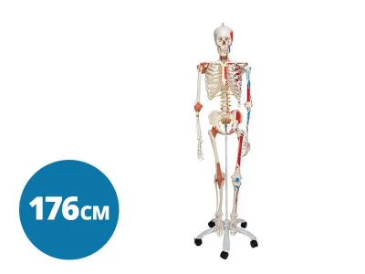 Модель скелета Sam класса люкс 3B Smart Anatomy на стойке, 176 см
