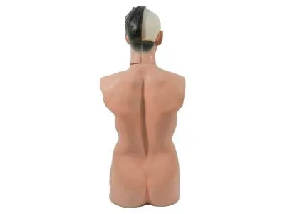 T001 Модель мужского торса разборная 85 см 19 частей