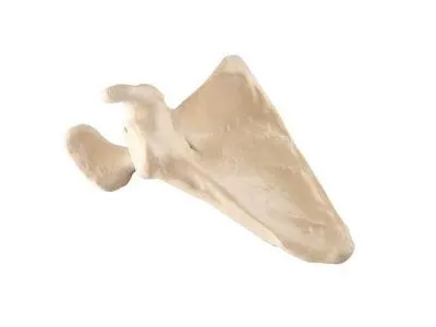 1018517 Лопатка, правая, ORTHOBone