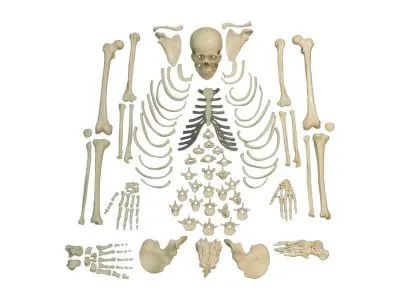 L016 Модели костей скелета человека (набор)