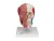 Модель черепа с лицевыми мышцами 3B Smart Anatomy_1