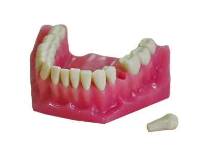 М0163 Денто-модель верхней и нижней челюсти ЧВН-32