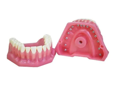 М0163 Денто-модель верхней и нижней челюсти ЧВН-32