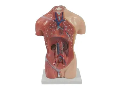 T006 Модель мужского торса разборная 42 см 13 частей